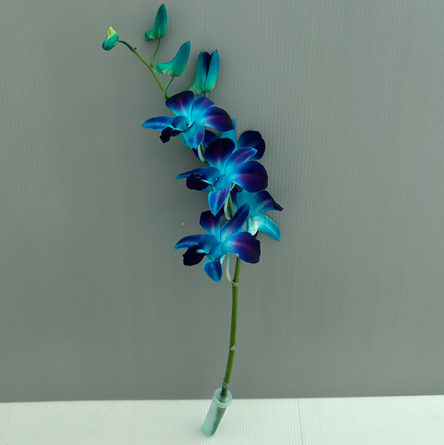 Blue Sonia image